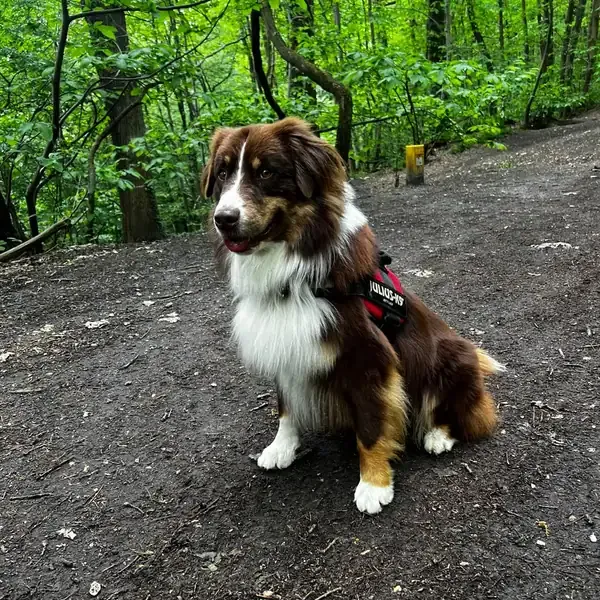 Tonka, chien de Jean-Pierre