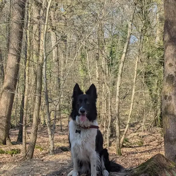 Tully, chien de Marc-Olivier