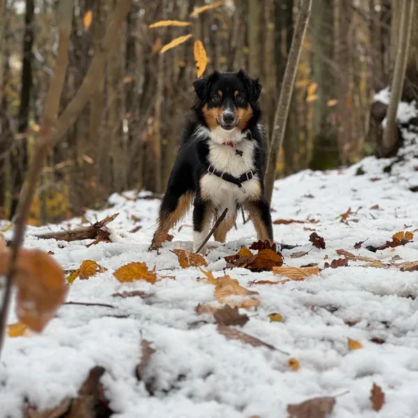 Ukie, chien de Pierre-Charles & Bérengère