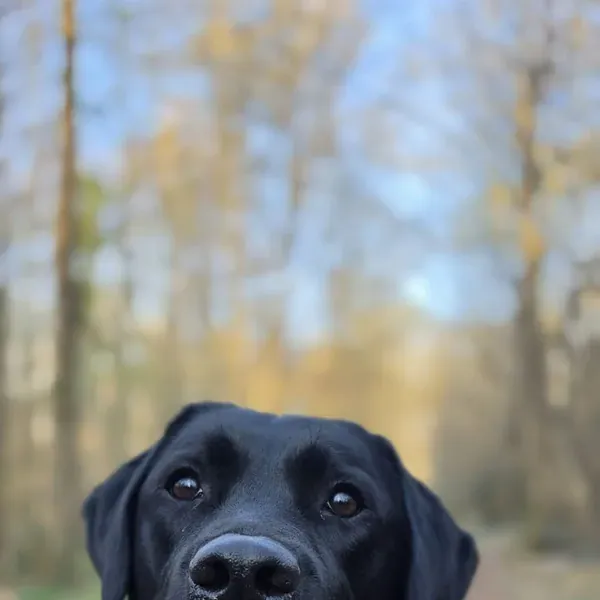 Ulky, chien de Julien
