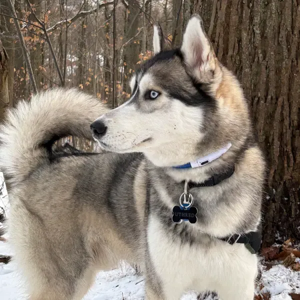 Uthred, chien de Valentin