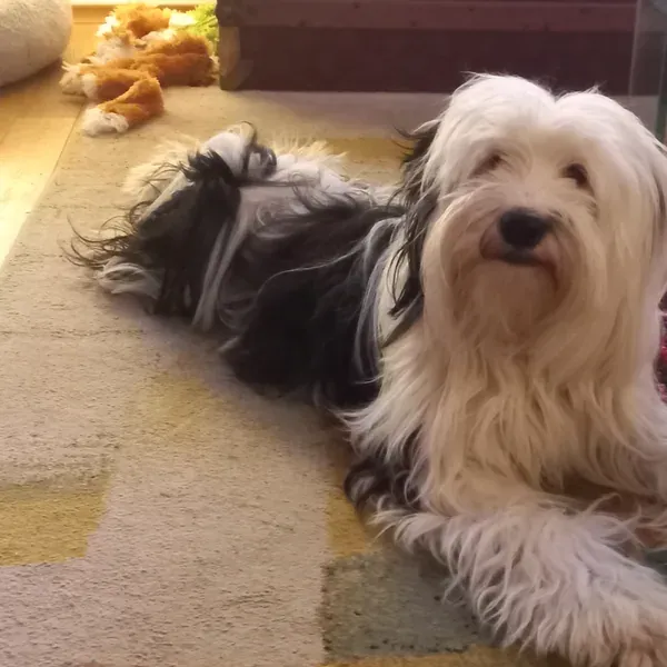 Vahi, chien de Marie