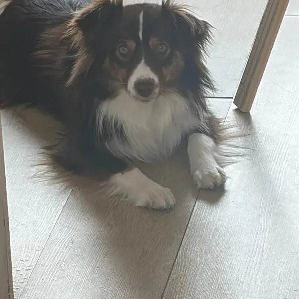 Vanille, chien de Shirley & Alexandre