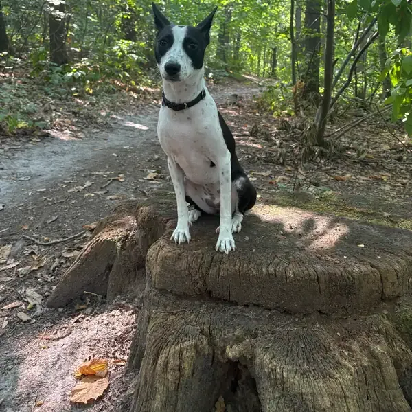 Vickie, chien de Alice & Alexandre
