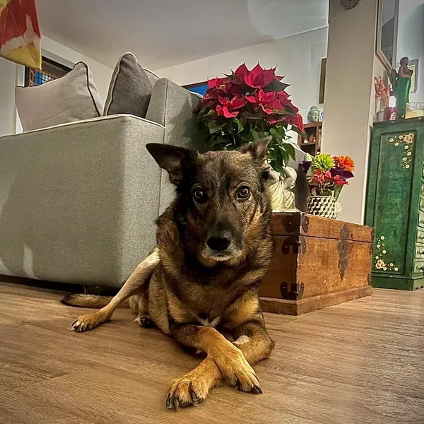 Vito, chien de Jean-Charles & Diana