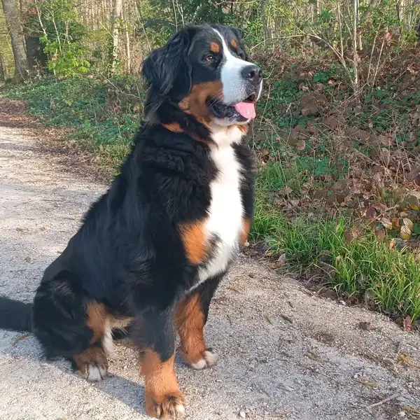 Volga, chien de Melanie