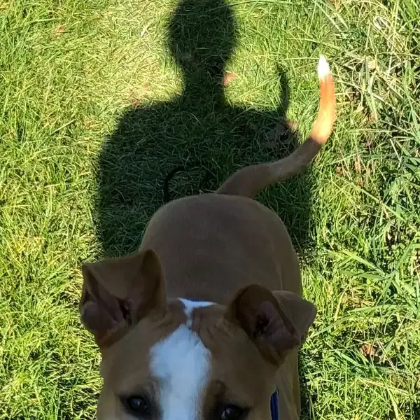 Watson, chien de Céline-Maïko & Ludovic