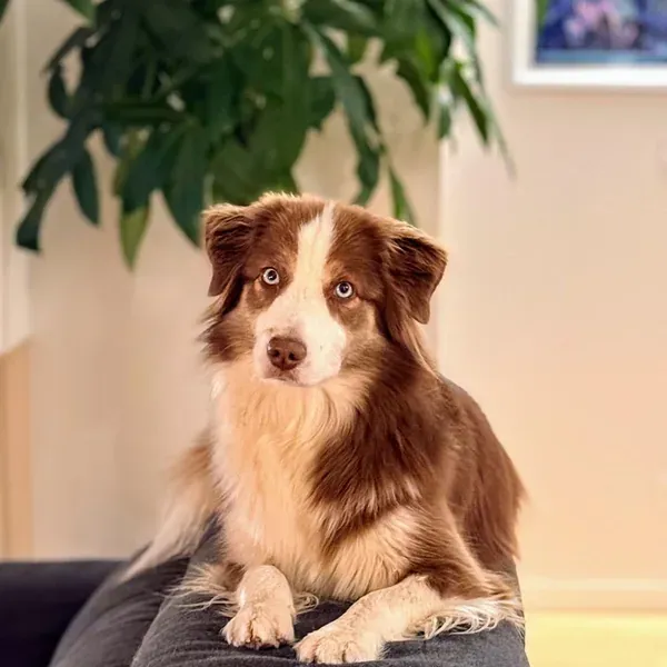 Yumi, chien de Fabienne & Laurent