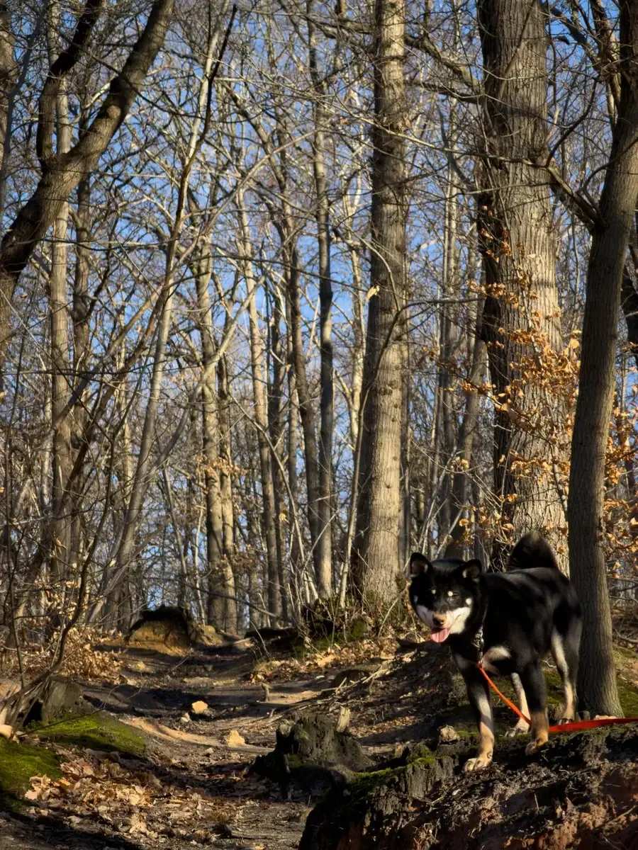Tobi, chien de Julien & Camille