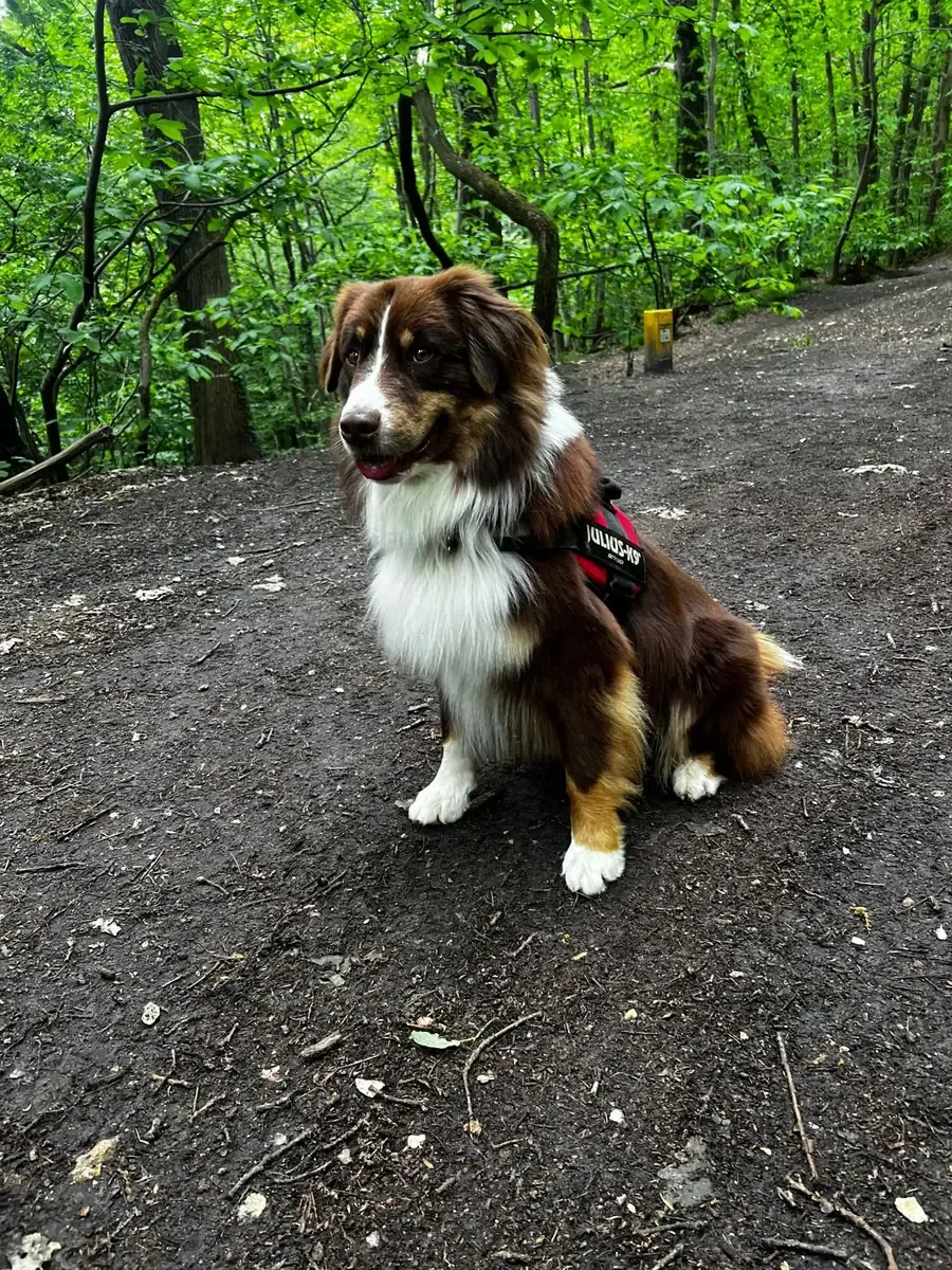 Tonka, chien de Jean-Pierre