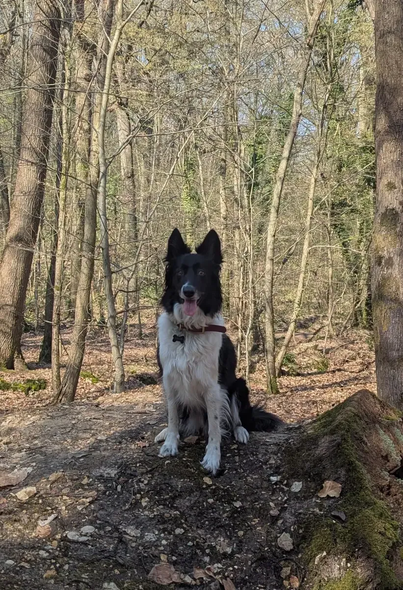 Tully, chien de Marc-Olivier
