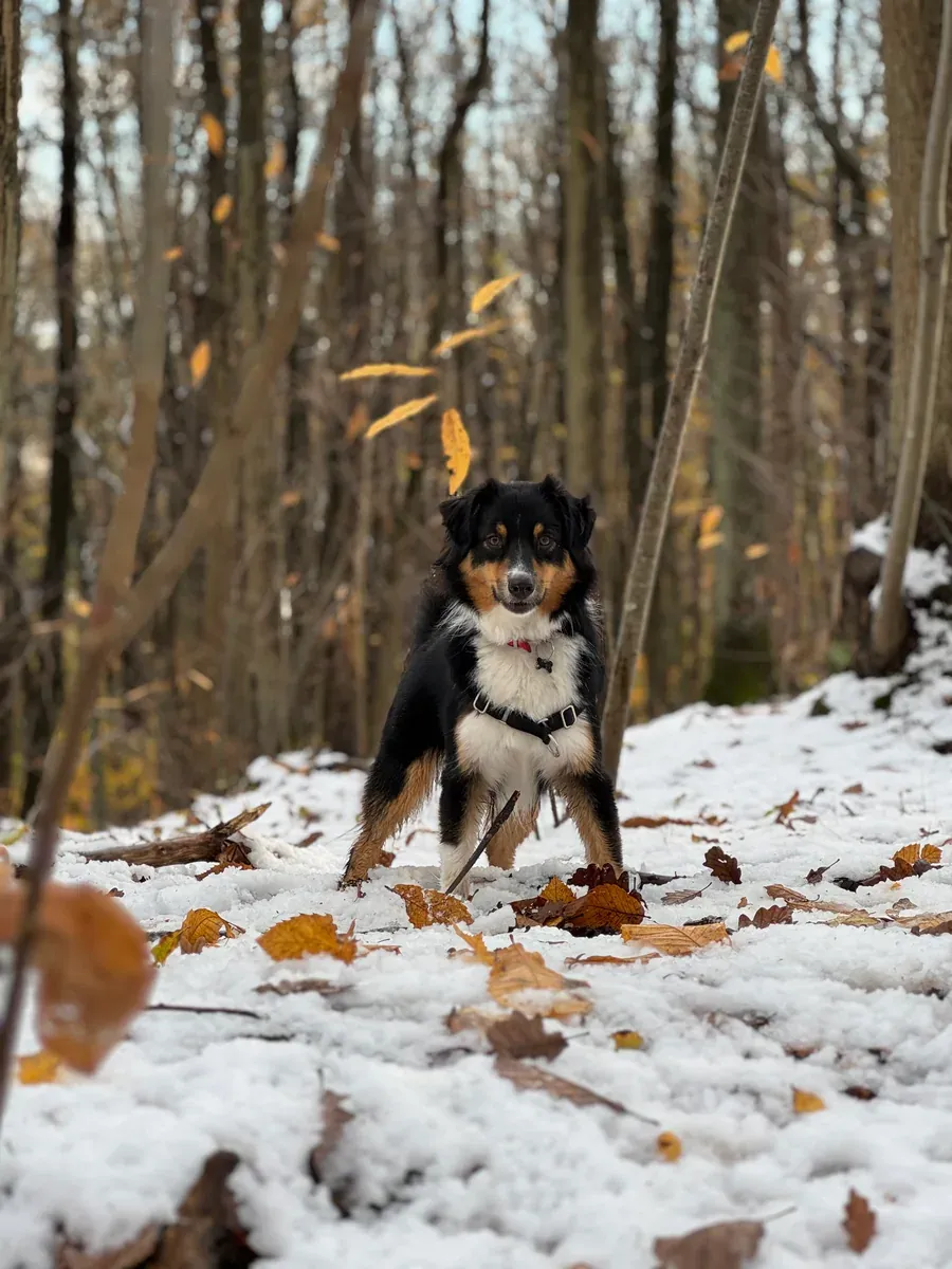 Ukie, chien de Pierre-Charles & Bérengère