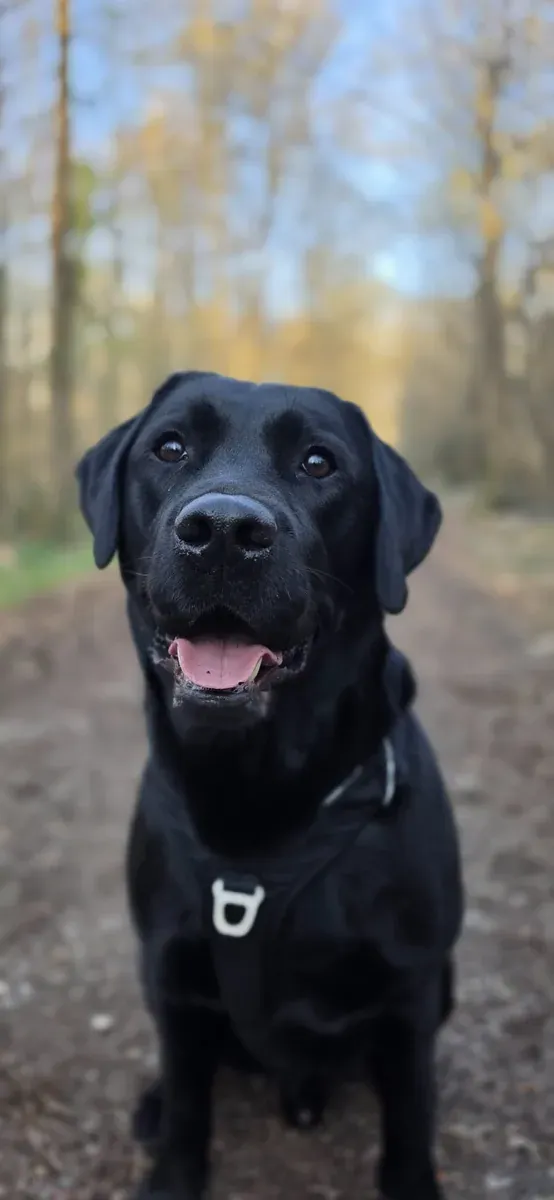 Ulky, chien de Julien