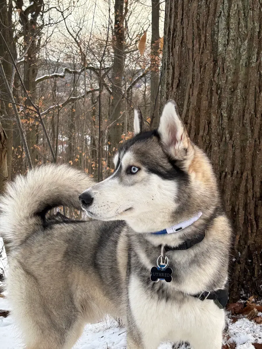 Uthred, chien de Valentin