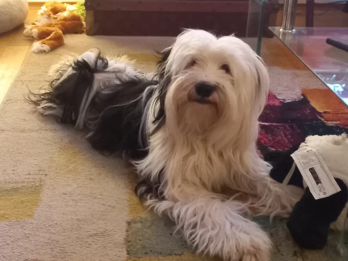 Vahi, chien de Marie
