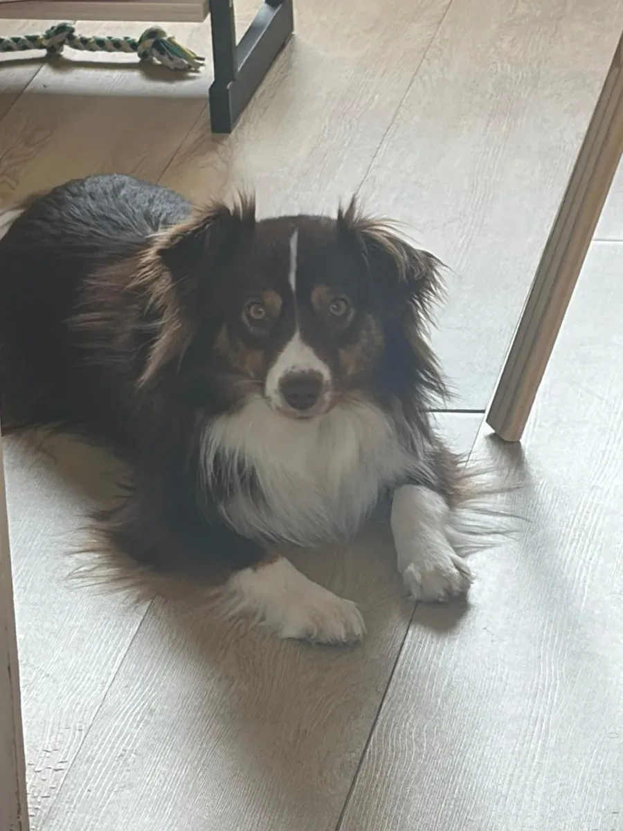 Vanille, chien de Shirley & Alexandre