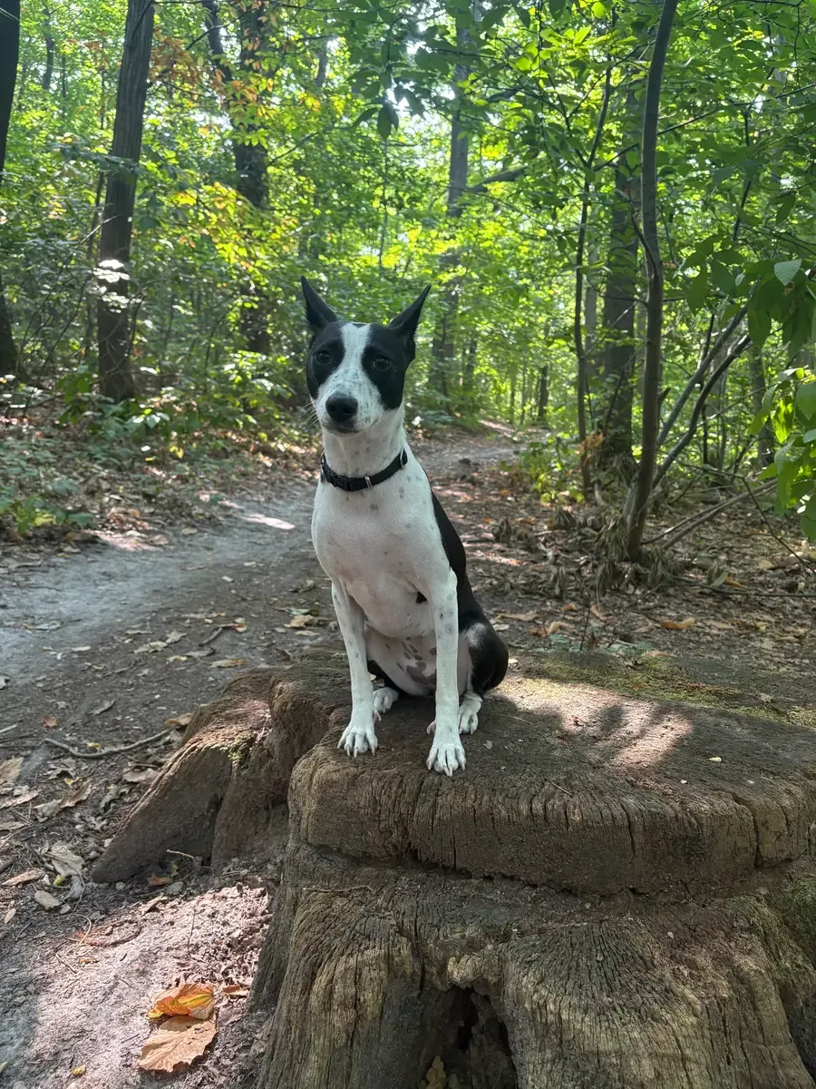 Vickie, chien de Alice & Alexandre