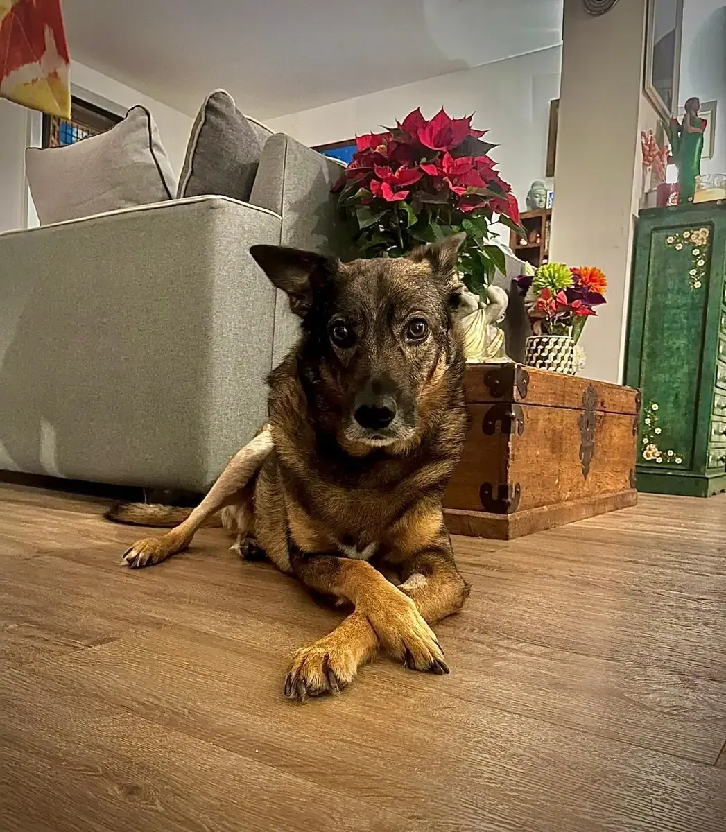 Vito, chien de Jean-Charles & Diana