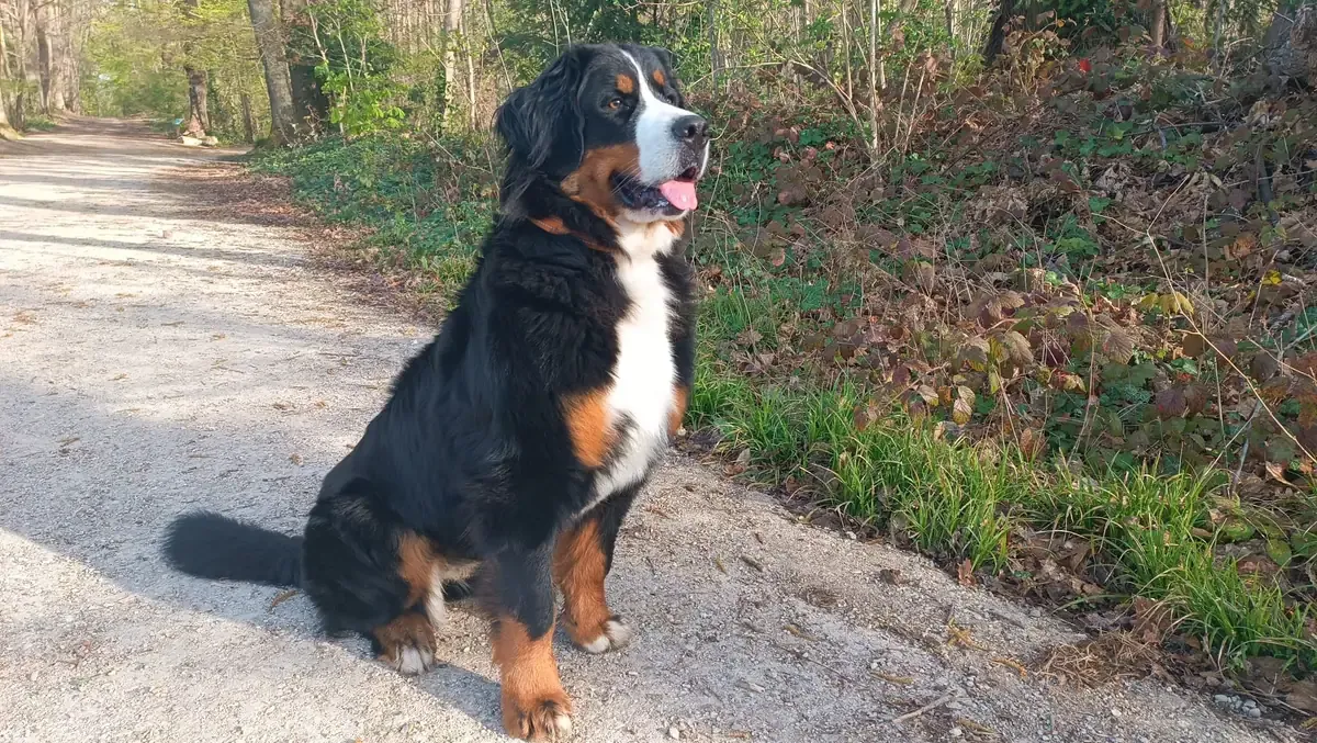 Volga, chien de Melanie