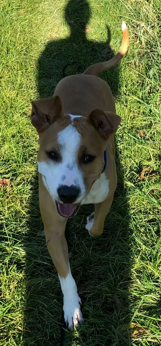 Watson, chien de Céline-Maïko & Ludovic